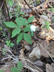 Anemonoides lancifolia
