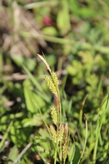 Carex diluta