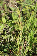 Carex diluta
