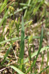 Carex diluta