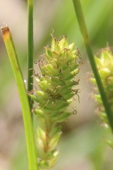 Carex diluta