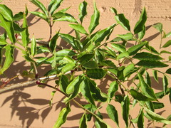 Sambucus nigra