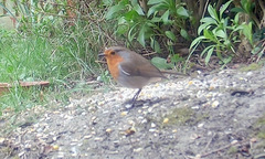 Erithacus rubecula