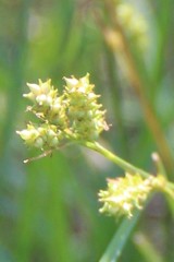Carex diluta