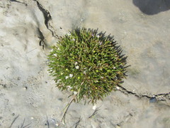Spergularia canadensis