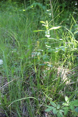 Carex diluta