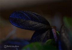 Mycosphaerella stemmatea