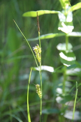 Carex diluta