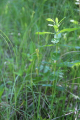 Carex diluta