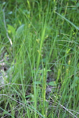 Carex diluta