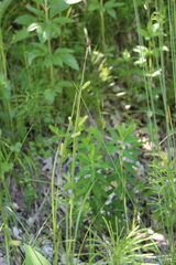 Carex diluta
