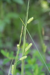 Carex diluta