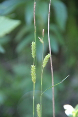 Carex diluta