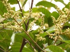 Cupania