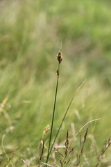 Carex divisa