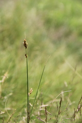 Carex divisa