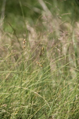 Carex divisa