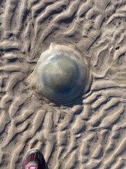 Rhizostomatoidea