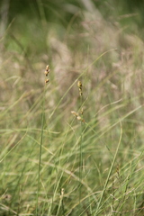 Carex divisa
