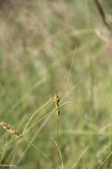 Carex divisa