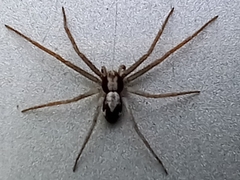 Pulchellodromus pulchellus