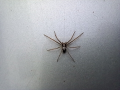 Pulchellodromus pulchellus