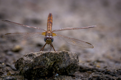 Brachythemis