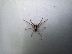 Pulchellodromus pulchellus
