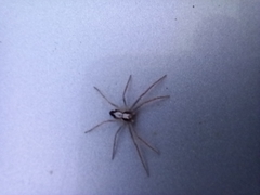 Pulchellodromus pulchellus