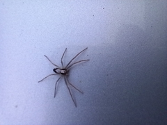 Pulchellodromus pulchellus