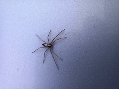 Pulchellodromus pulchellus