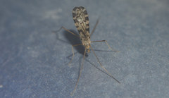 Erioptera asiatica