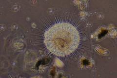 Actinosphaerium eichhornii