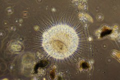 Actinosphaerium eichhornii