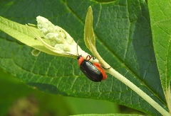 Asphaera abdominalis