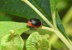 Asphaera abdominalis