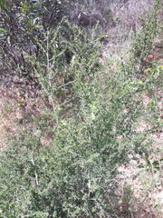 Adenocarpus telonensis