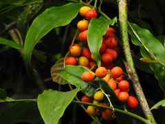 Desmoncus polyacanthos