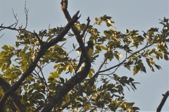 Chrysococcyx cupreus