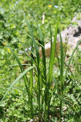 Carex elata