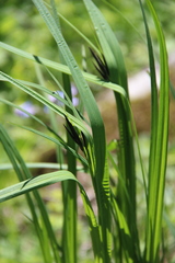 Carex elata