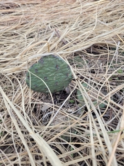Opuntia cespitosa