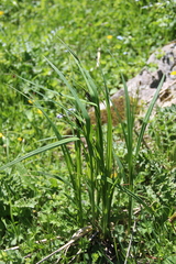 Carex elata