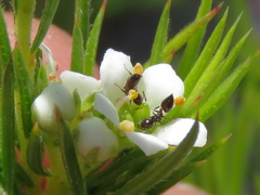 Crematogaster capensis