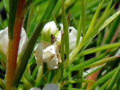 Crematogaster capensis