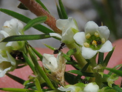Crematogaster capensis