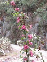 Cestrum roseum