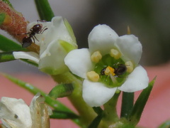 Crematogaster capensis