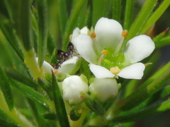 Crematogaster capensis