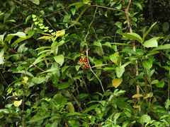 Desmoncus polyacanthos